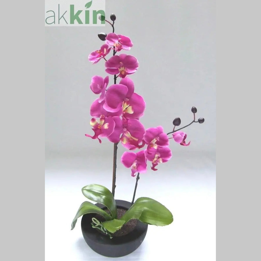 Cerise Orchid in Bowl AK Kin Garden Supplies