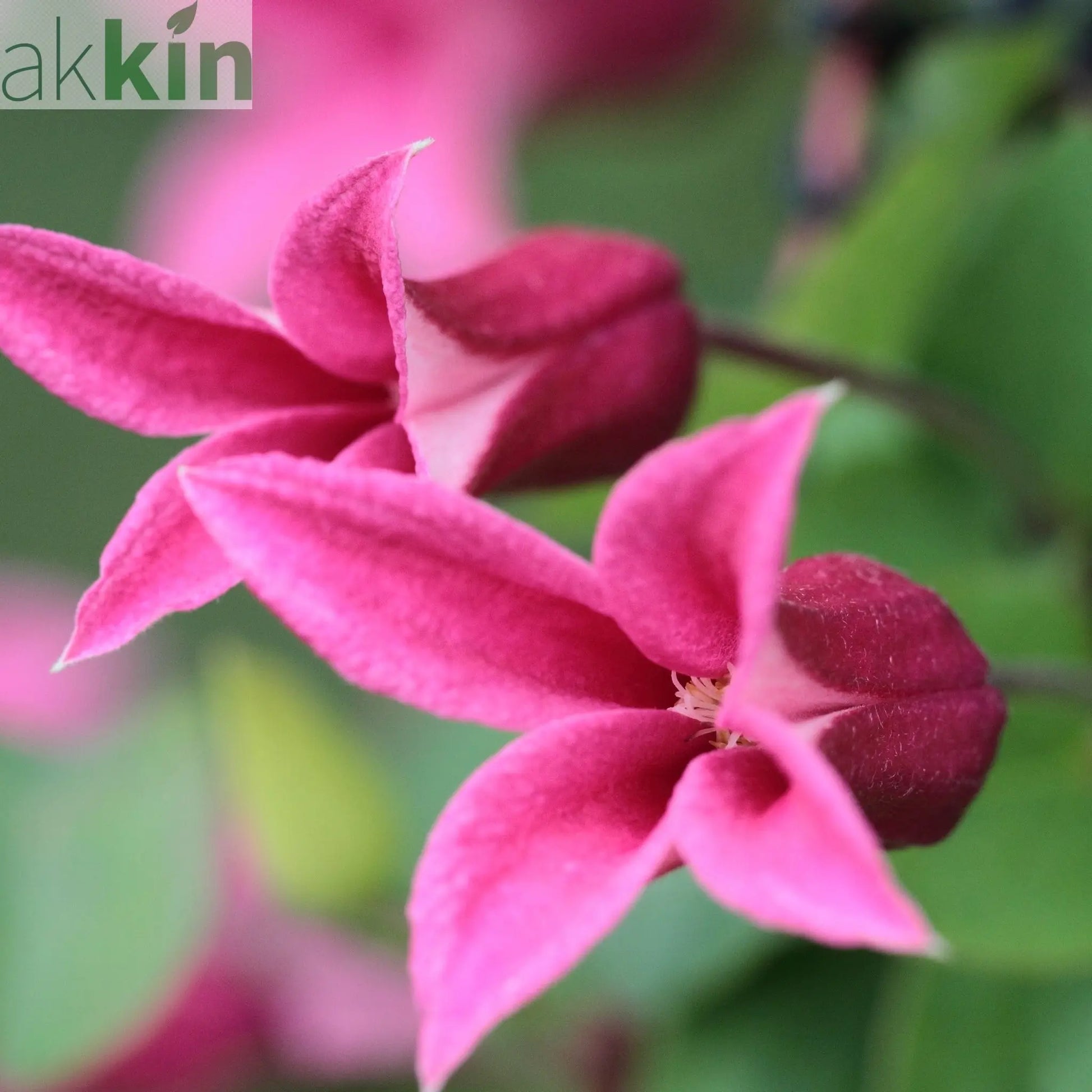 Clematis 'Princess Diana' 70cm One Click Plants