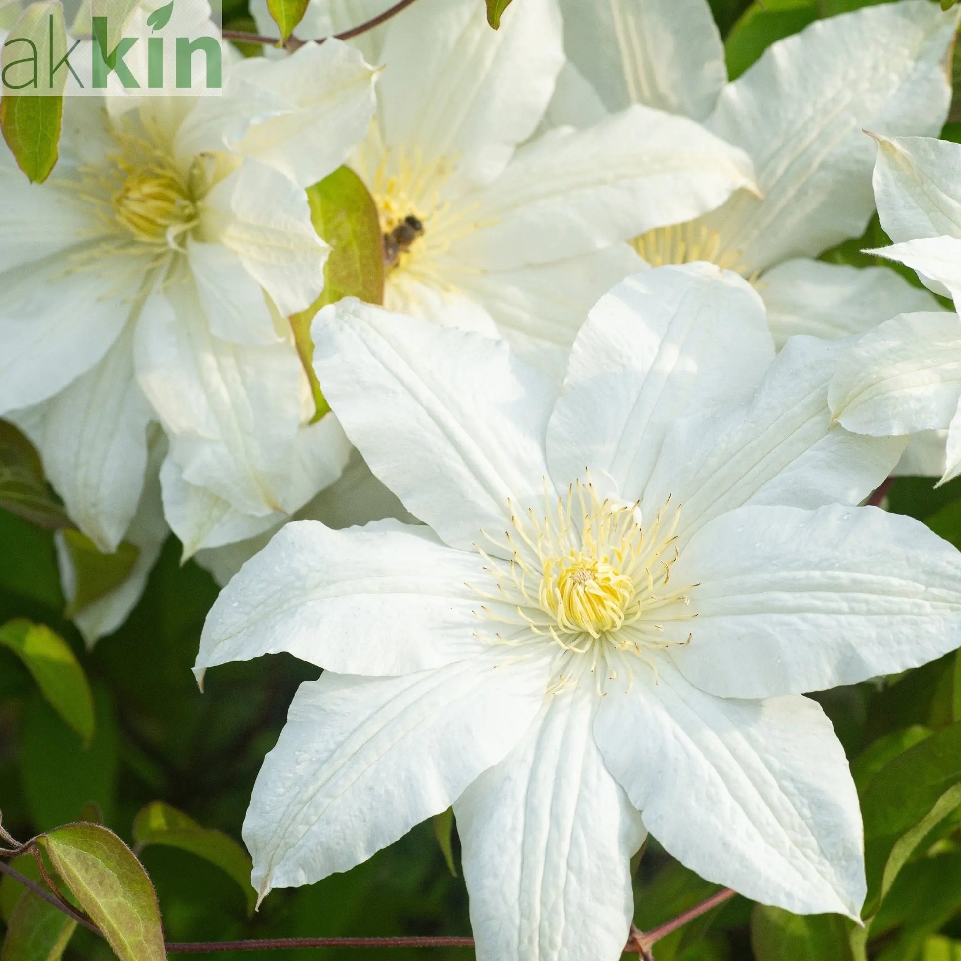 Clematis 'Early Sensation' One Click Plants