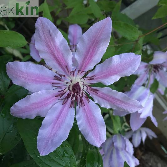 Clematis 'Nelly Moser' One Click Plants