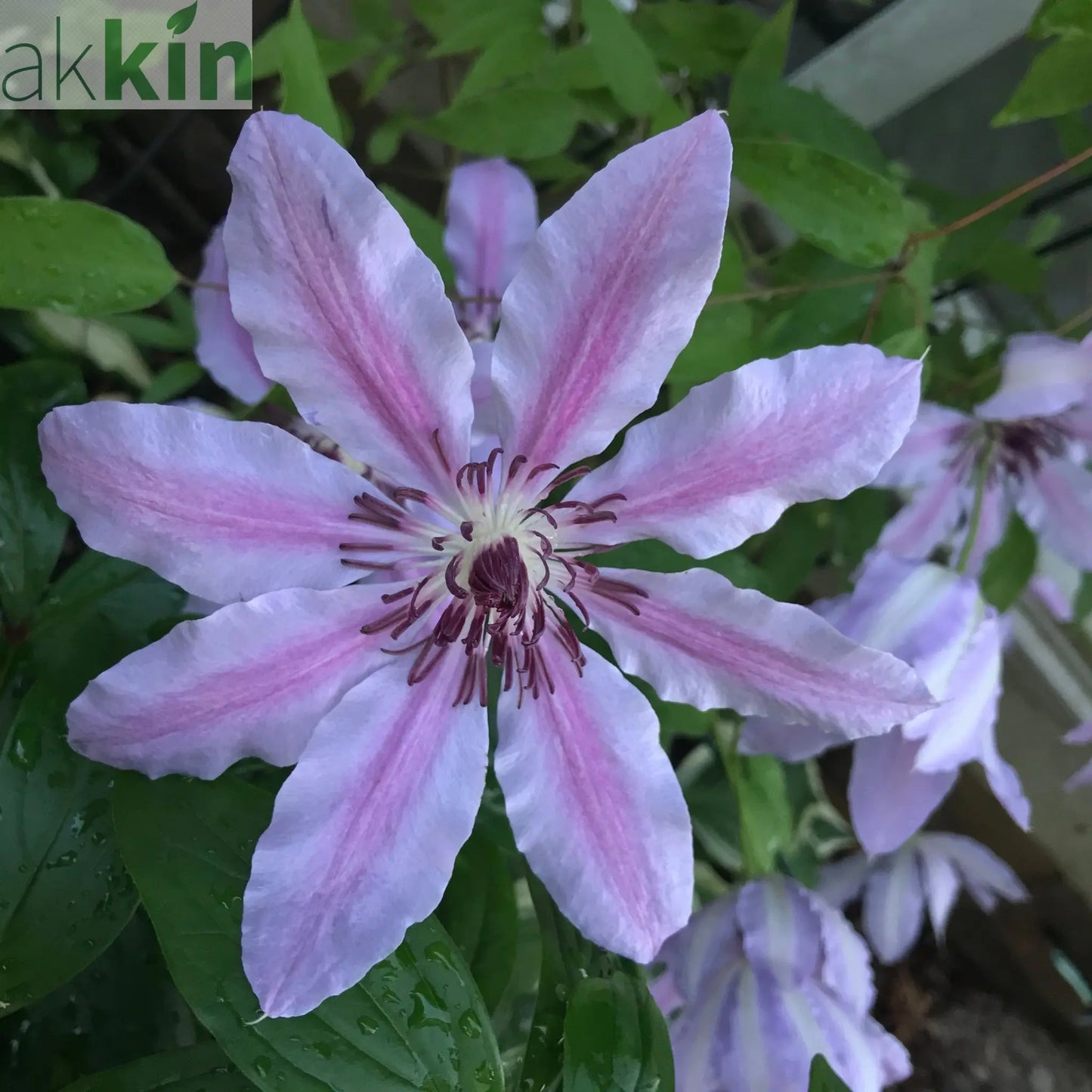 Clematis 'Nelly Moser' One Click Plants
