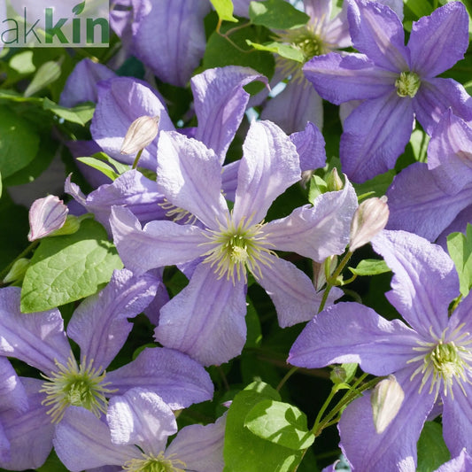 Clematis 'Prince Charles' 75cm One Click Plants