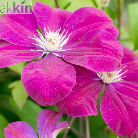 Clematis 'Rouge Cardinal' 50cm One Click Plants