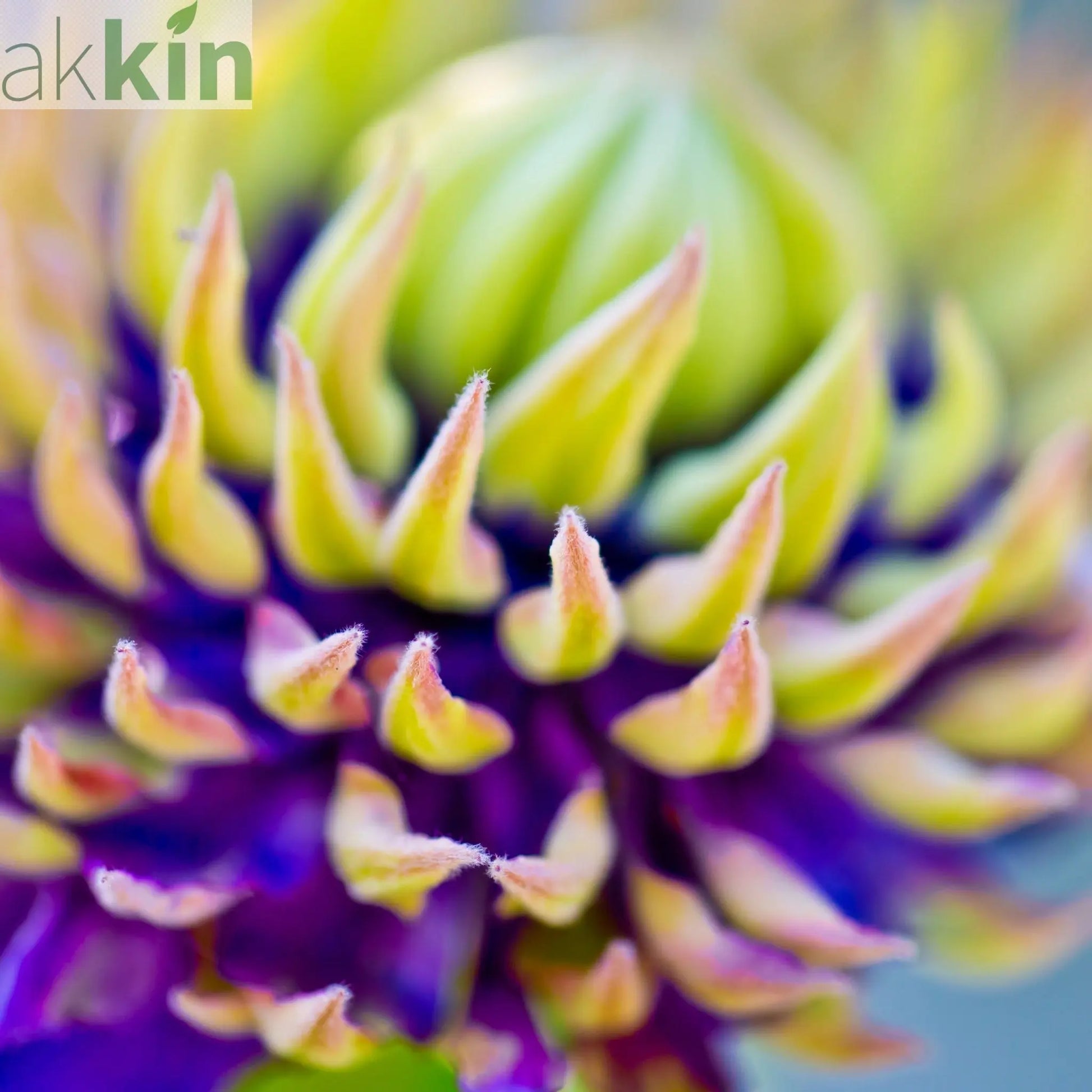 Clematis florida 'Taiga' 75-85cm One Click Plants