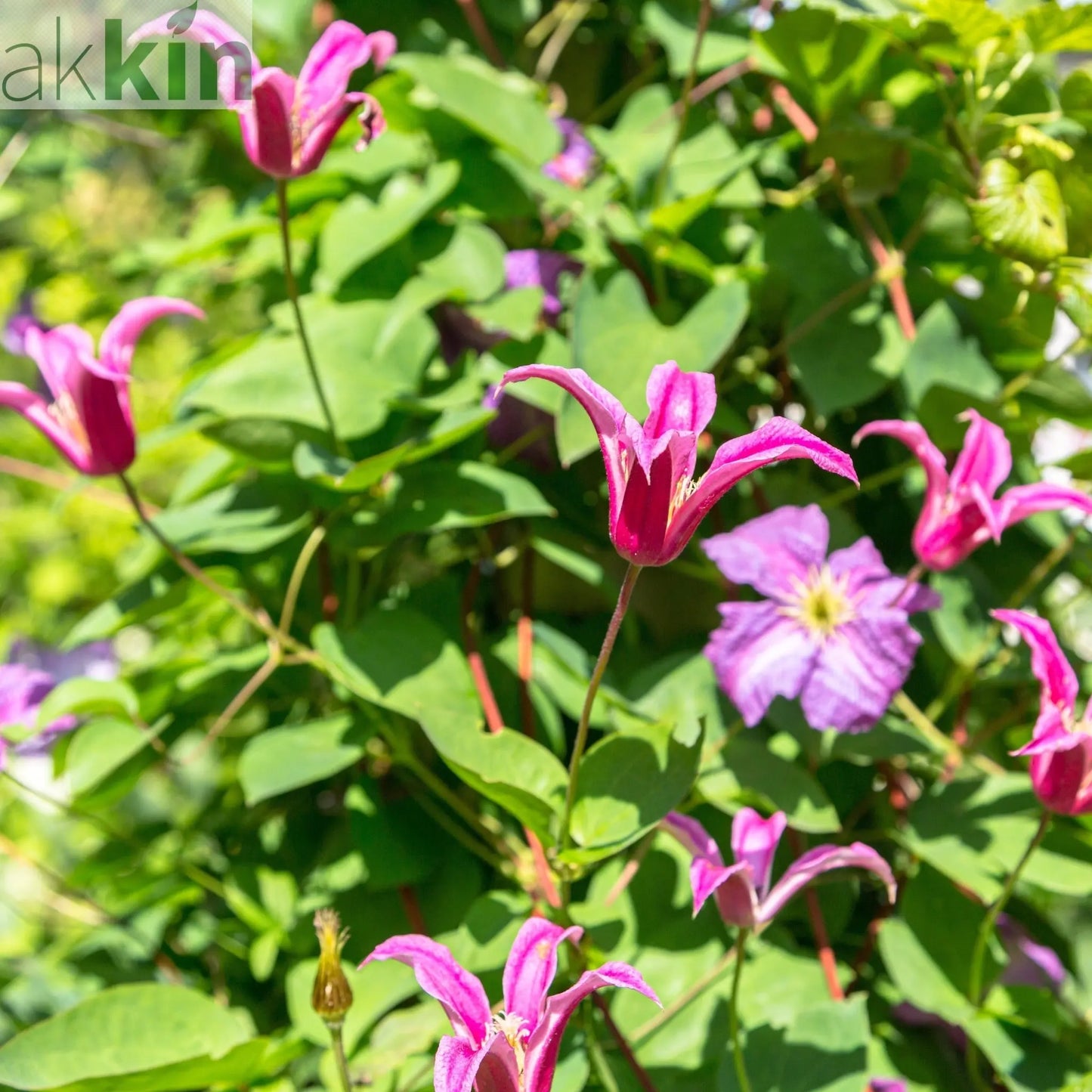 Clematis 'Princess Diana' 70cm One Click Plants