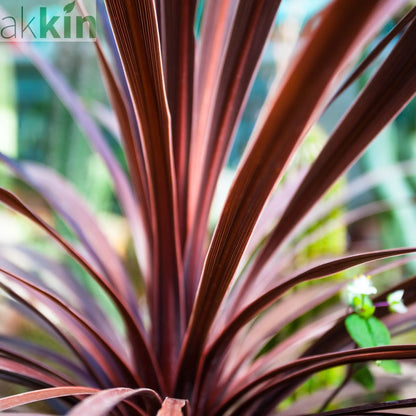 Cordyline australis 'Red Star' (3 sizes available) One Click Plants