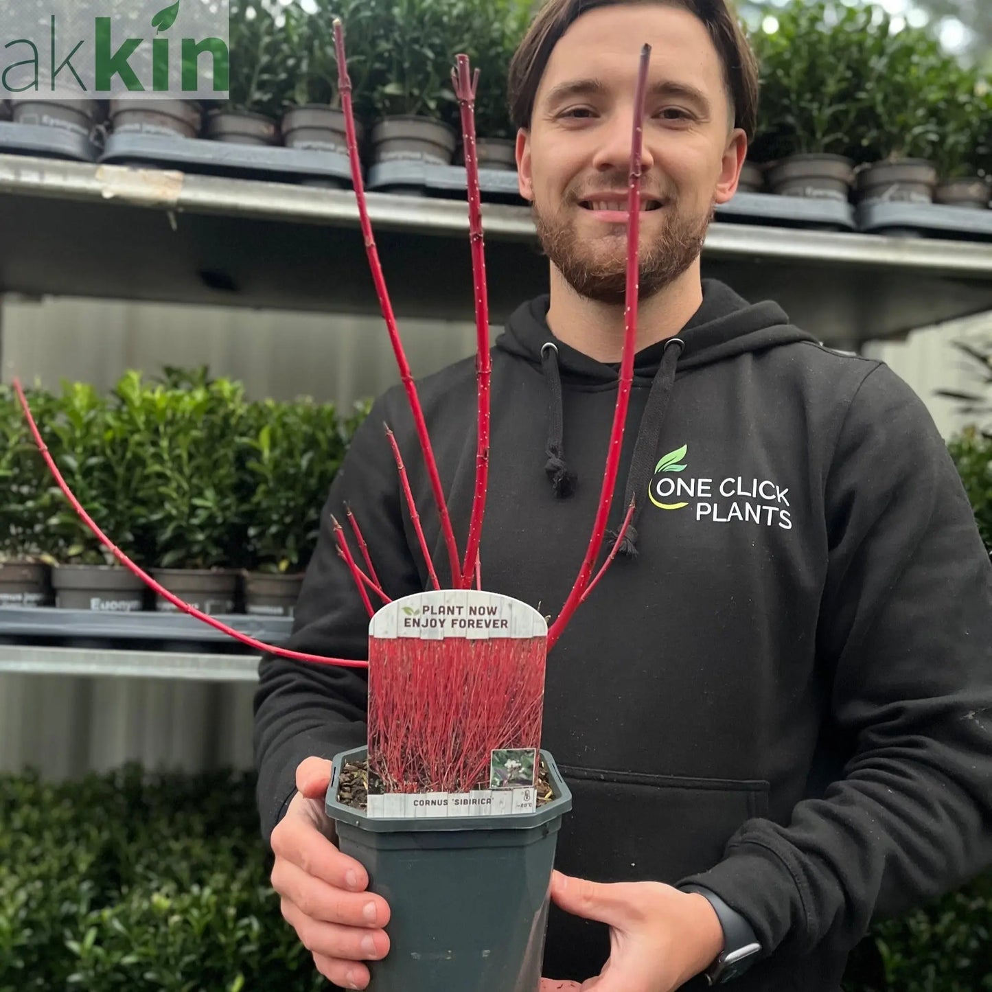 Cornus 'Sibrica' (Siberian Dogwood) 2L One Click Plants