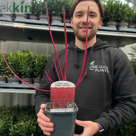 Cornus 'Sibrica' (Siberian Dogwood) 2L One Click Plants