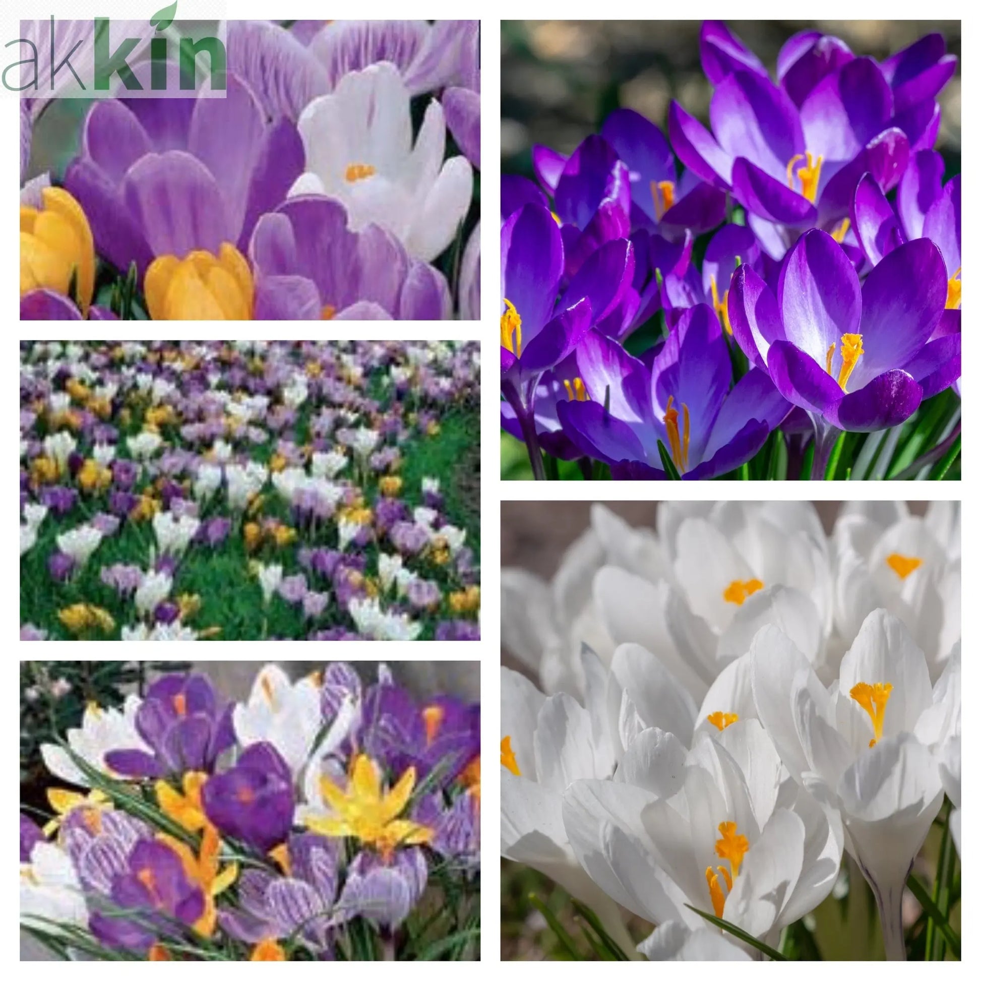Crocus Large Flowering Mixed (15 Bulbs) One Click Plants