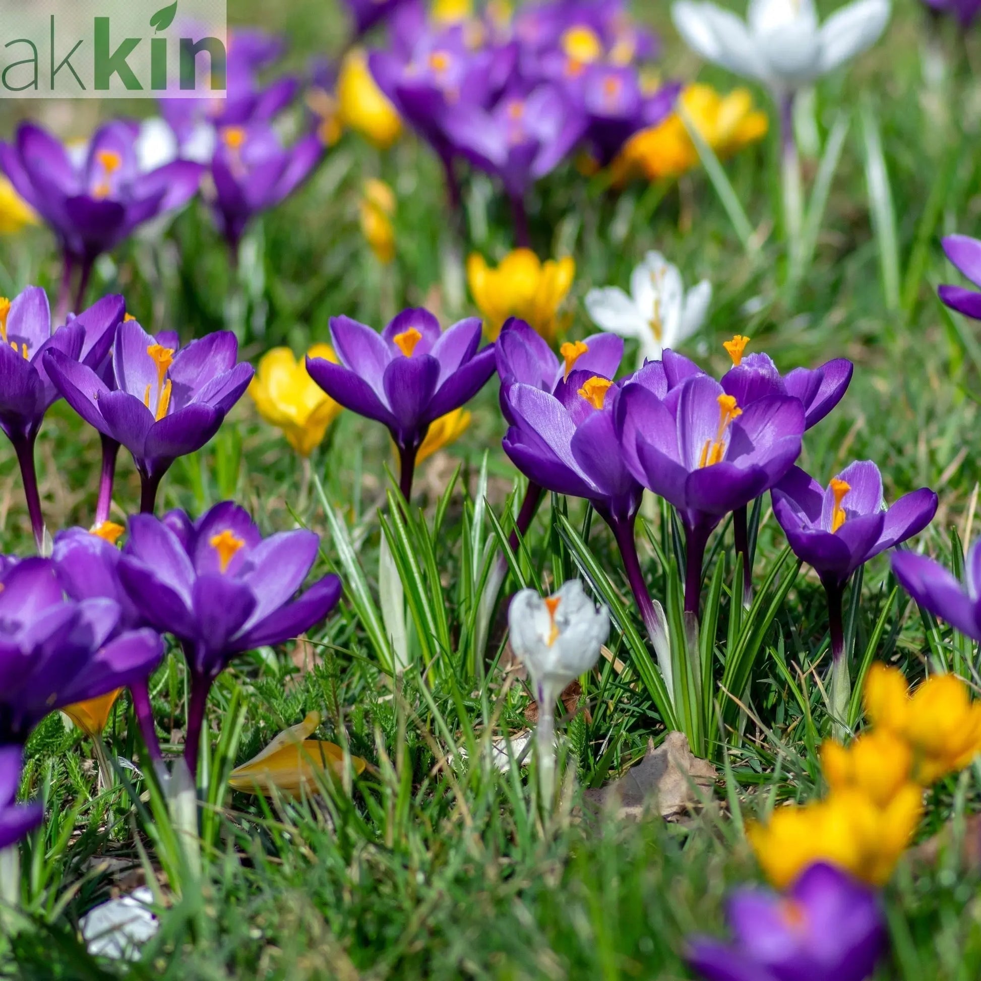 Crocus Large Flowering Mixed (15 Bulbs) One Click Plants