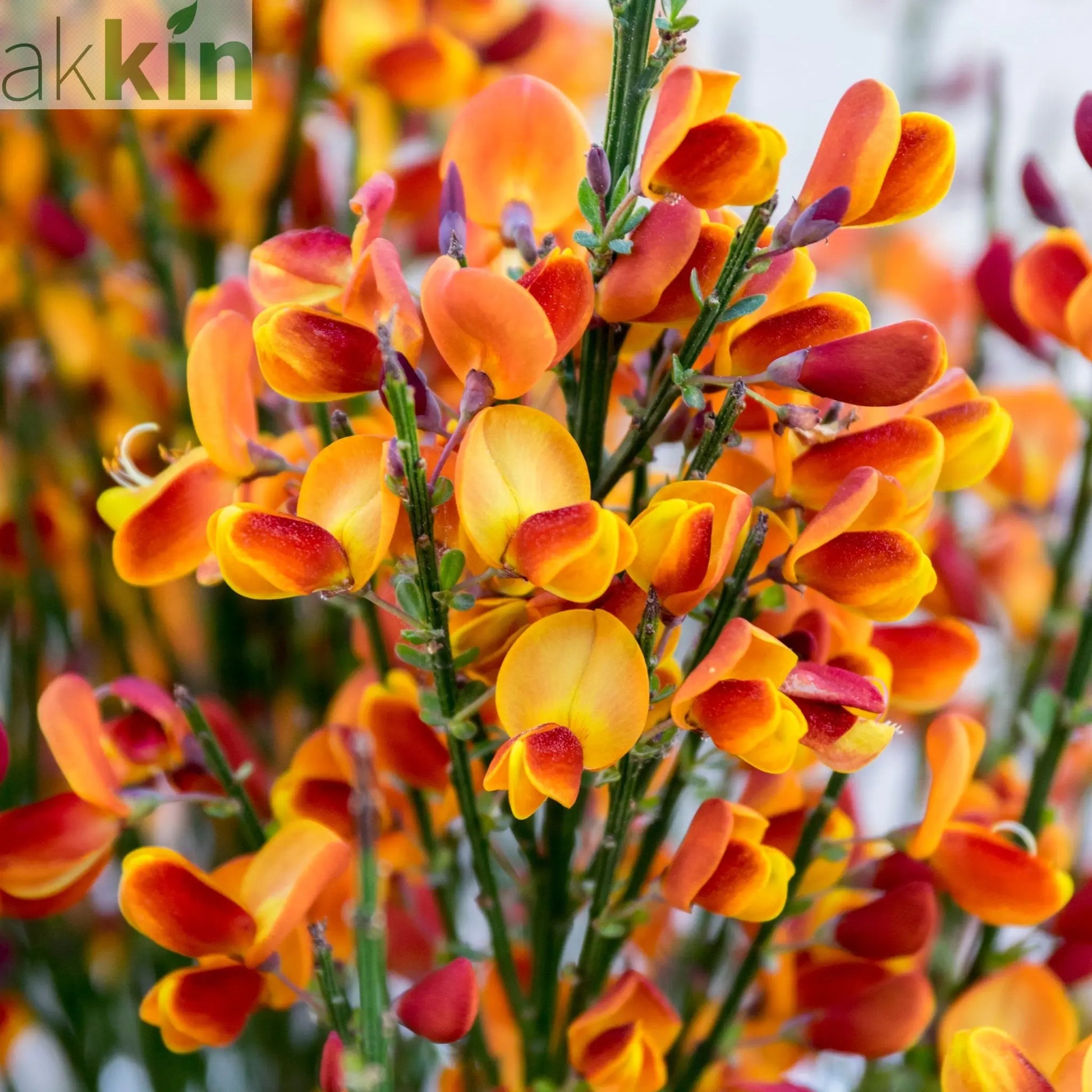Cytisus (Broom) - 'Lena' Orange 1/2L One Click Plants
