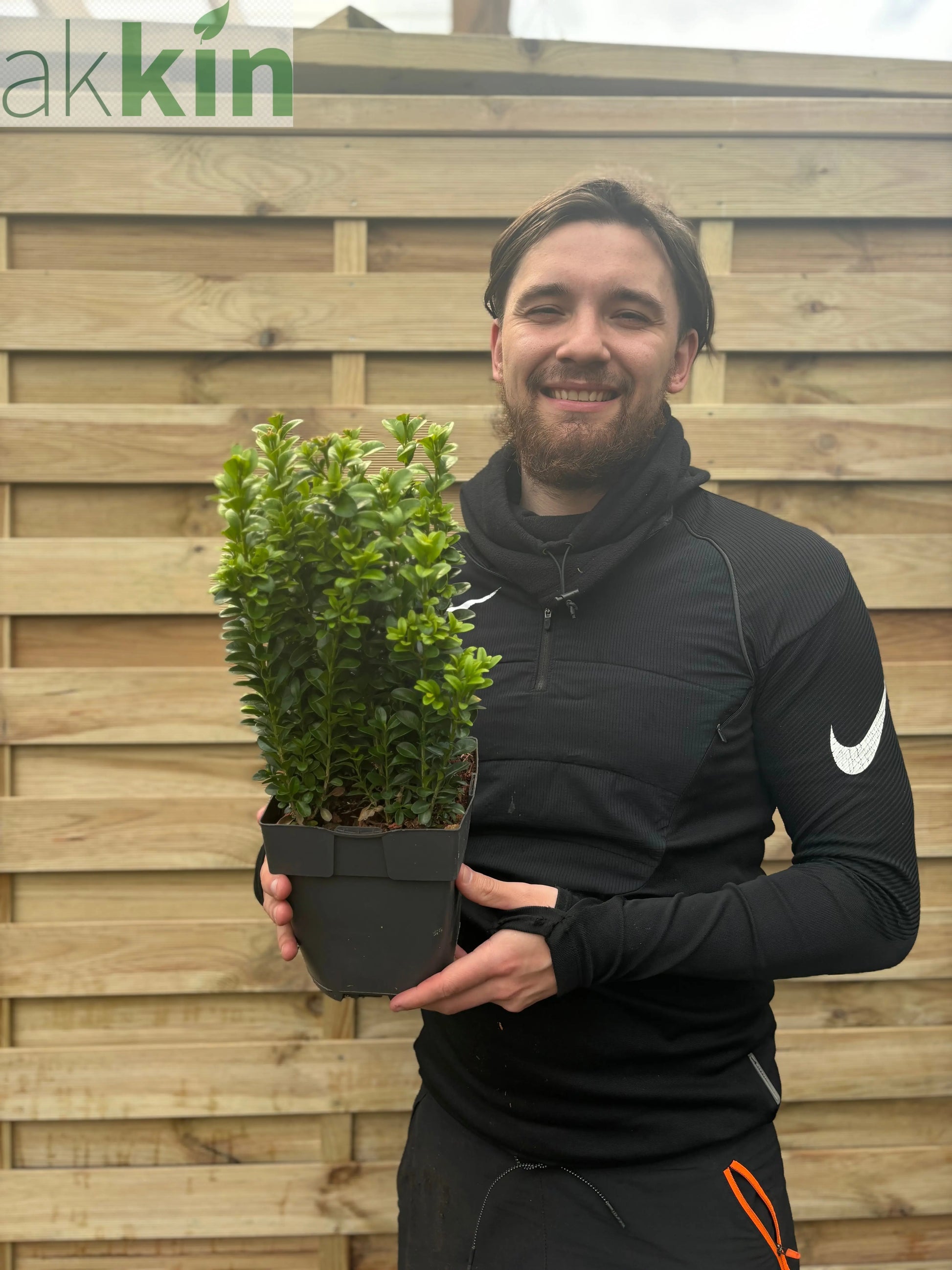 Buxus Hedging (Multibuy Offers Available) One Click Plants