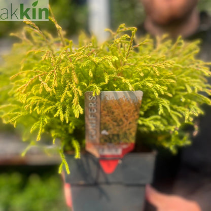 Thuja occidentalis 'Golden Tuffet' 2L One Click Plants