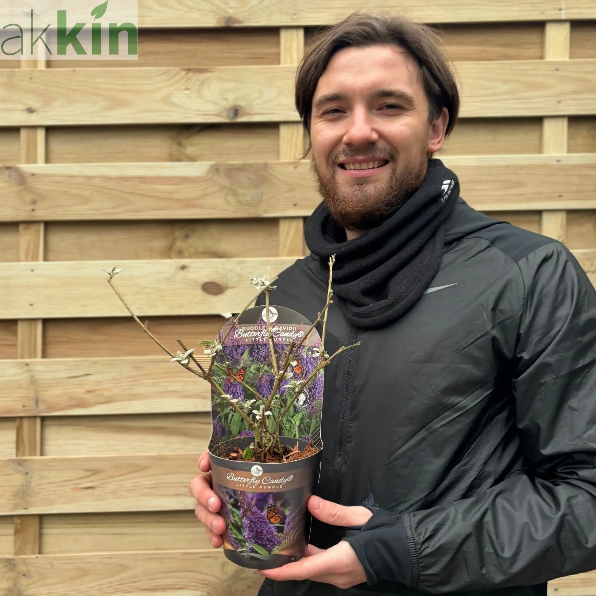 Buddleja Butterfly Candy 'Little Purple' 1/3L One Click Plants