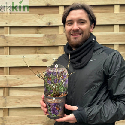 Buddleja Butterfly Candy 'Little Purple' 1/3L One Click Plants