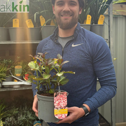 Hydrangea macrophylla 'Sabrina' 2L One Click Plants