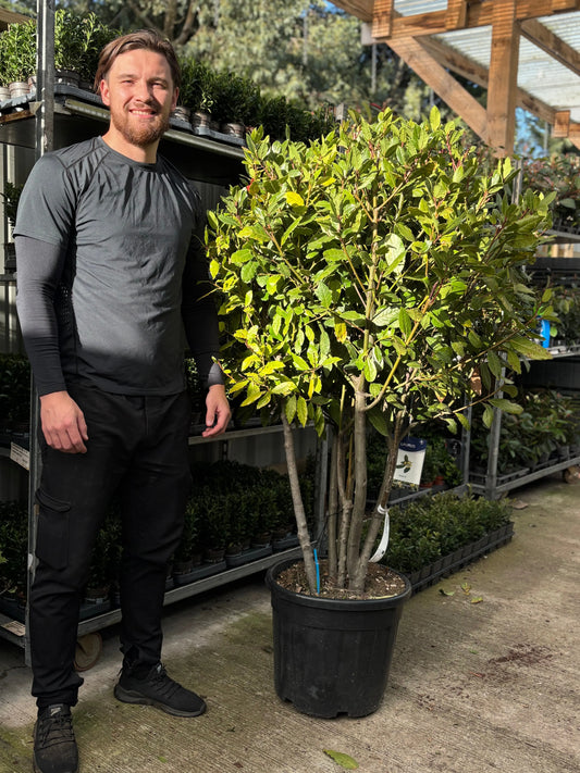 Multistem Bay Tree (Laurus Nobilis) 35L 160-180cm One Click Plants