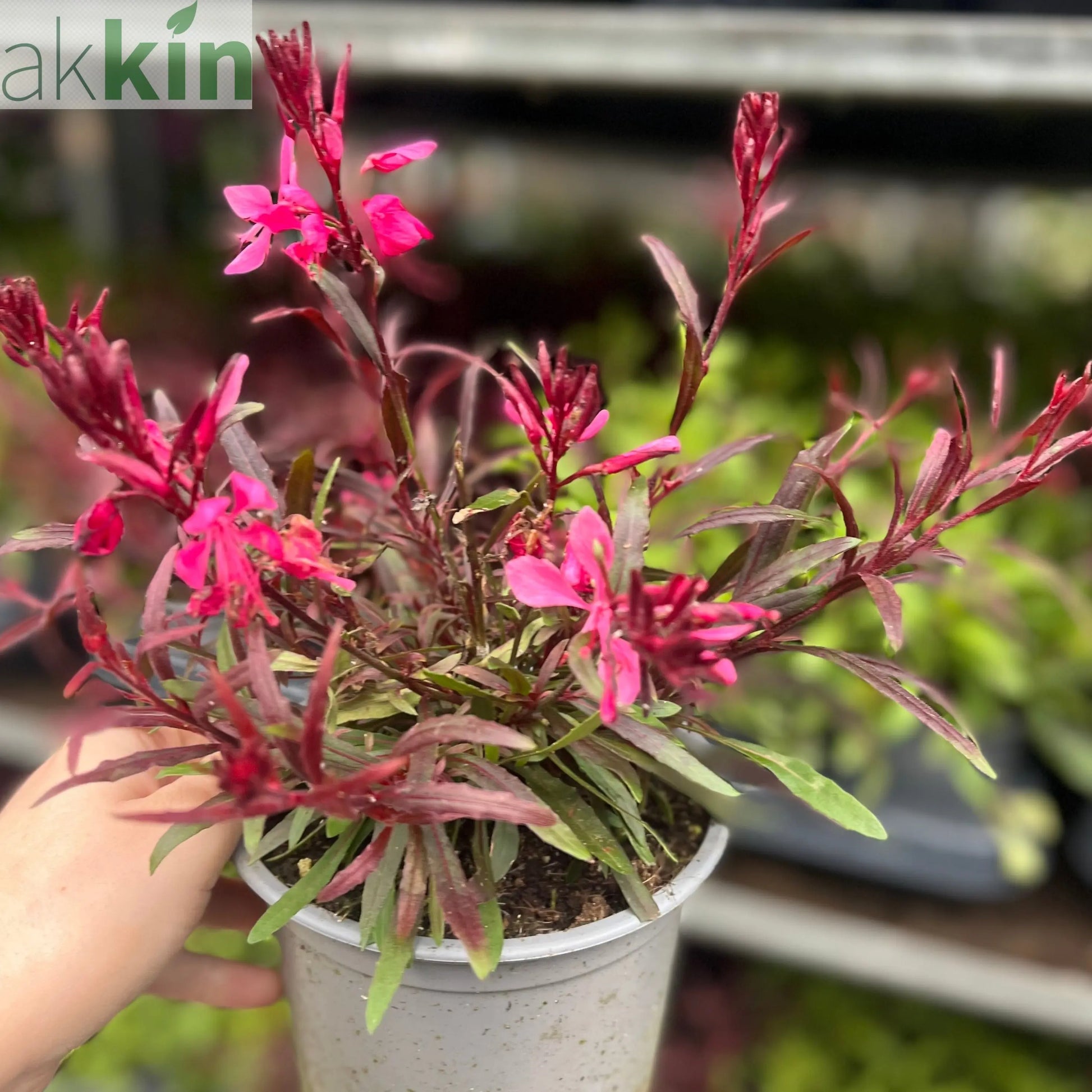 Gaura lindheimeri Gaudi Red 9cm/1.5L One Click Plants