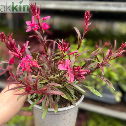 Gaura lindheimeri Gaudi Red 9cm/1.5L One Click Plants