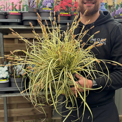 Carex oshimensis 'Evergold' Grass 8cm / 1L / 2L / 3L One Click Plants