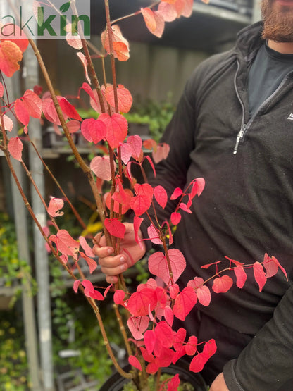 Cercidiphyllum japonicum Katsura 7.5L One Click Plants