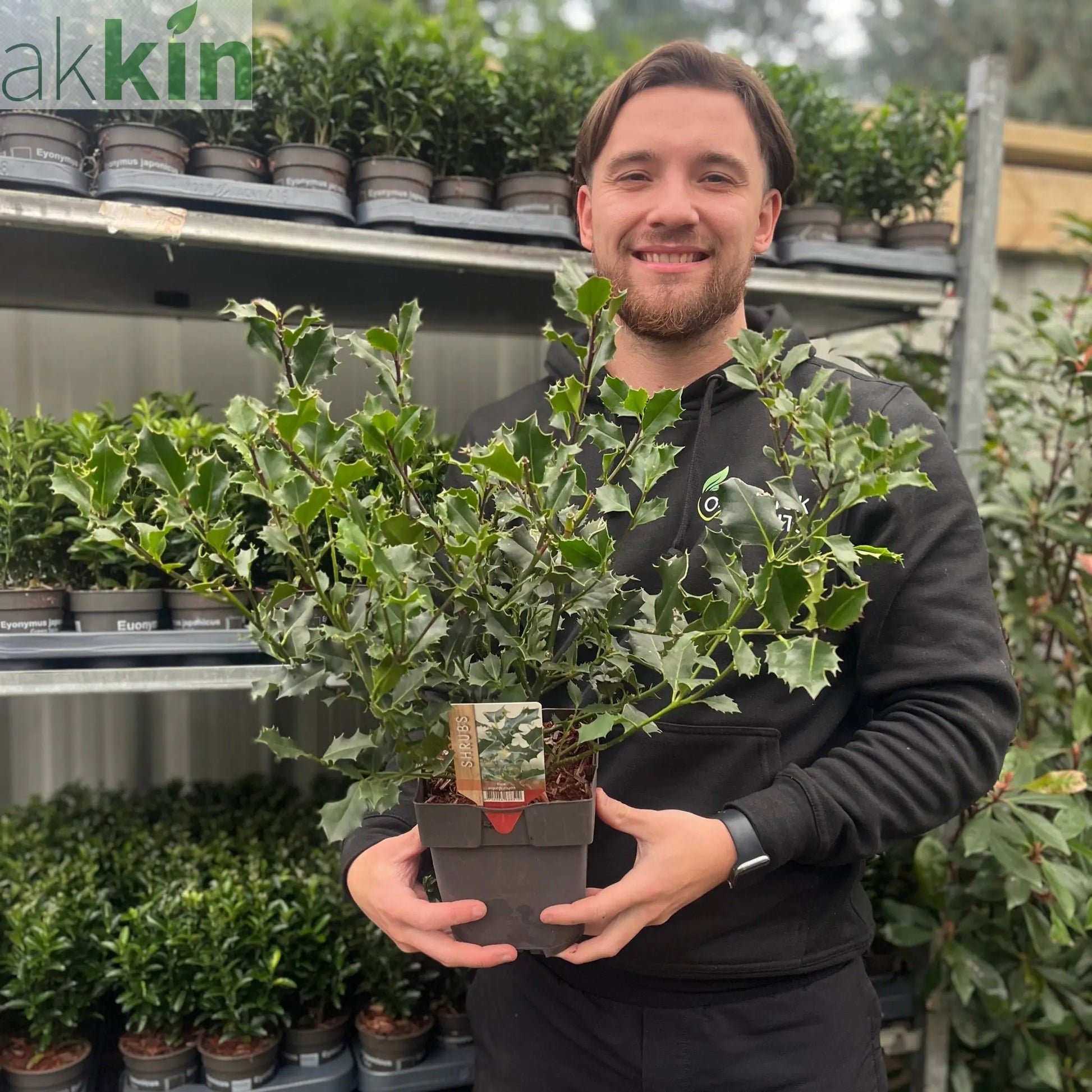 Ilex aquifolium (Holly Bush)  9cm / 2L One Click Plants