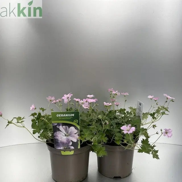 Geranium 'Dreamland' 9cm/2L One Click Plants