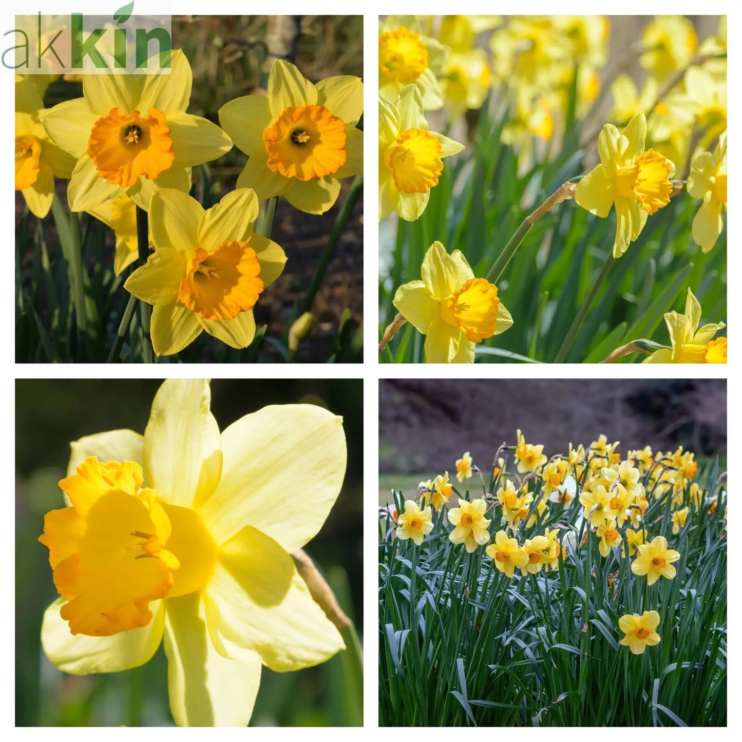 Daffodil 'Fortune' (6 Bulbs) One Click Plants