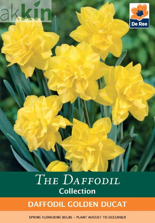 Daffodil 'Golden Ducat' (6 Bulbs) One Click Plants