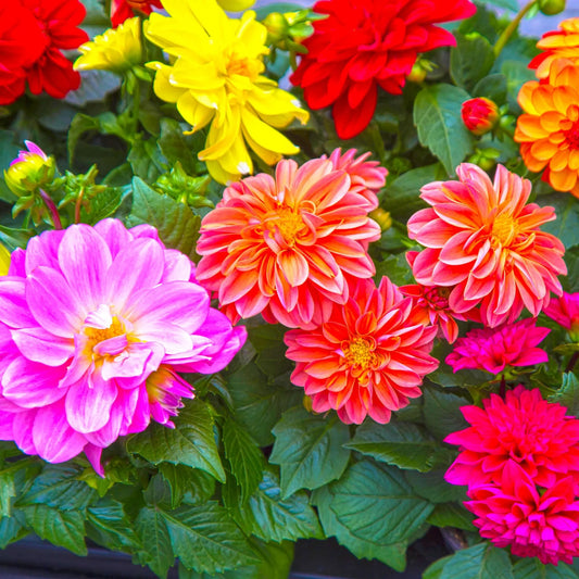 Dahlia 1.5L (Our Choice) One Click Plants