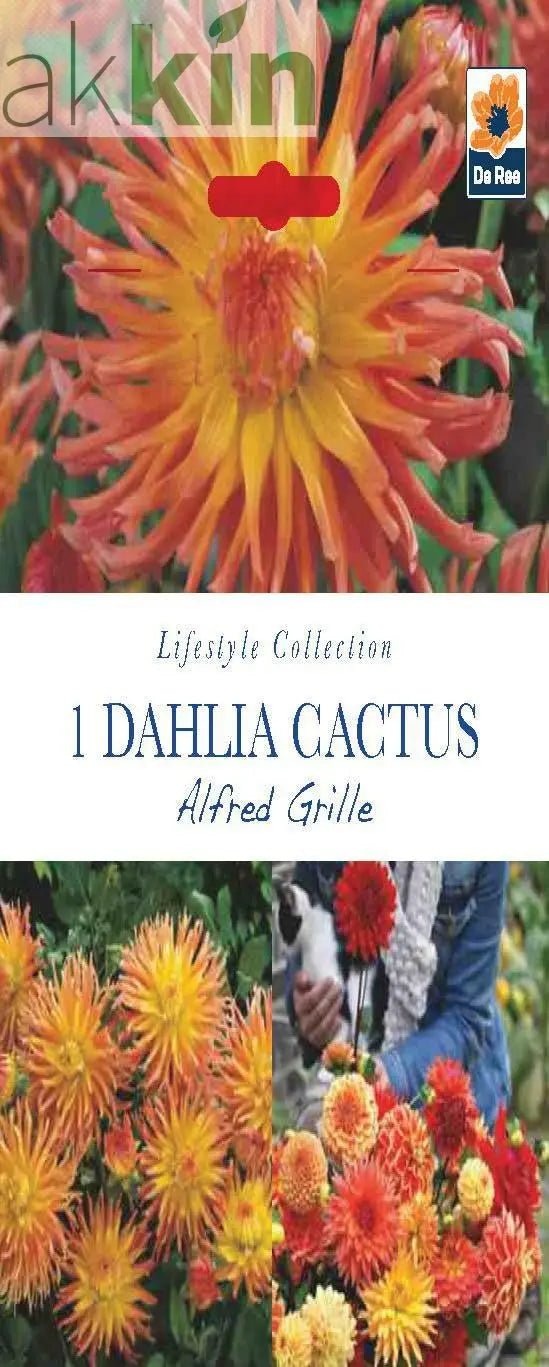 Dahlia Cactus 'Alfred Grille' (1 Tuber) One Click Plants