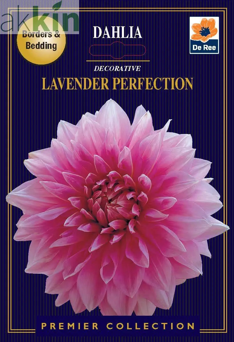 Dahlia Decorative | Lavender Perfection | 1 Tuber One Click Plants