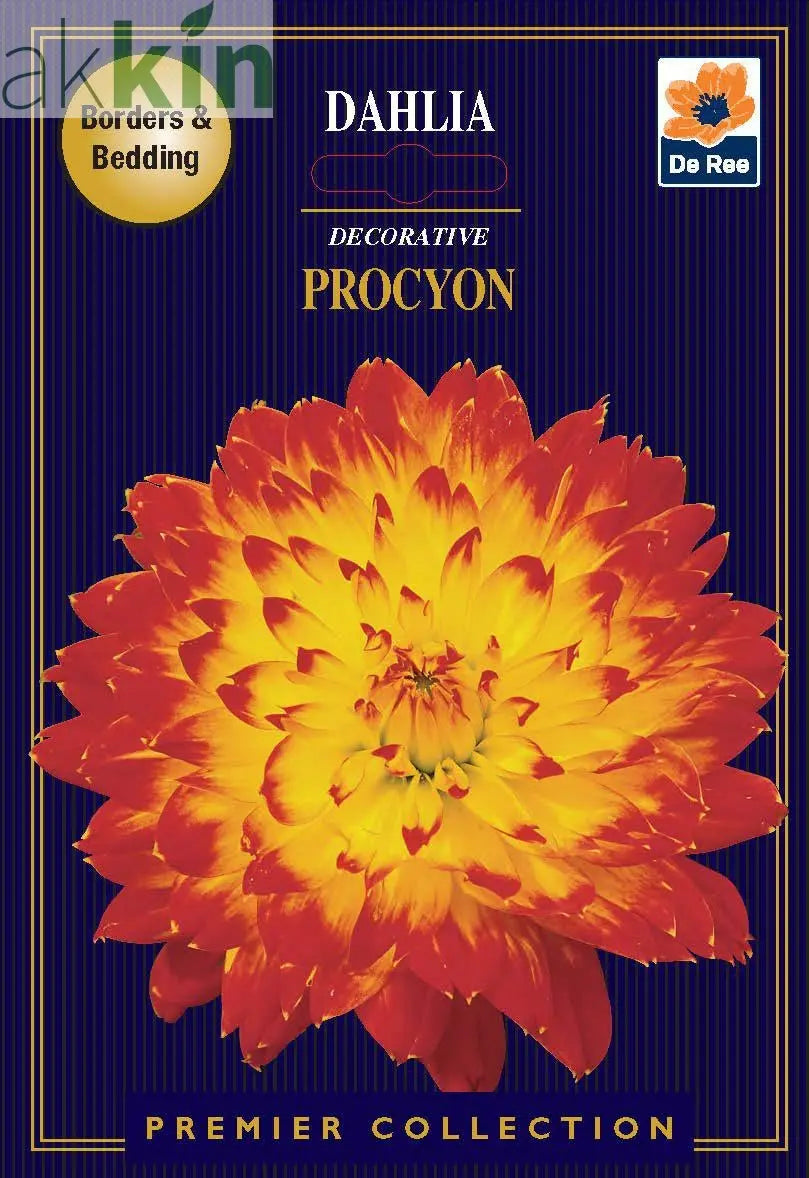 Dahlia Decorative | Procyon | 1 Tubers One Click Plants