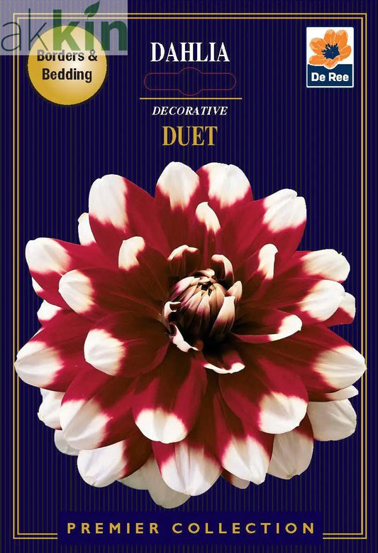 Dahlia Decorative | Duet | 1 Tubers One Click Plants
