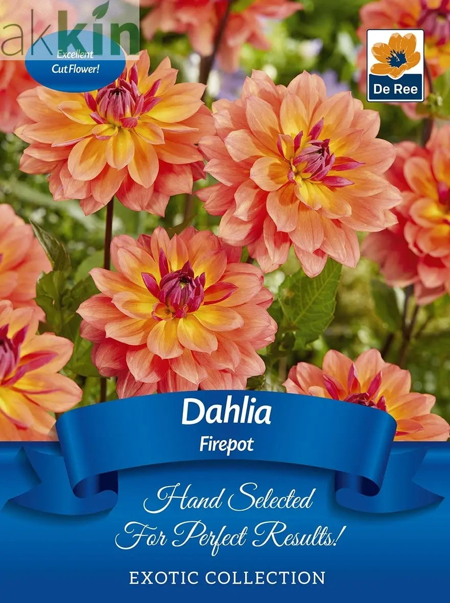 Dahlia 'Firepot' | Exotic Collection | 1 Tuber One Click Plants
