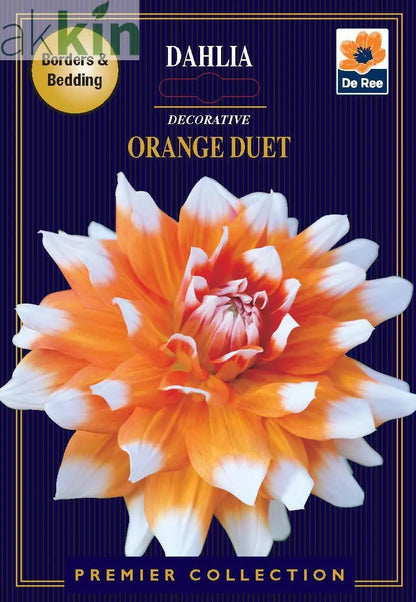 Dahlia Decorative | Orange Duet | 1 Tuber One Click Plants
