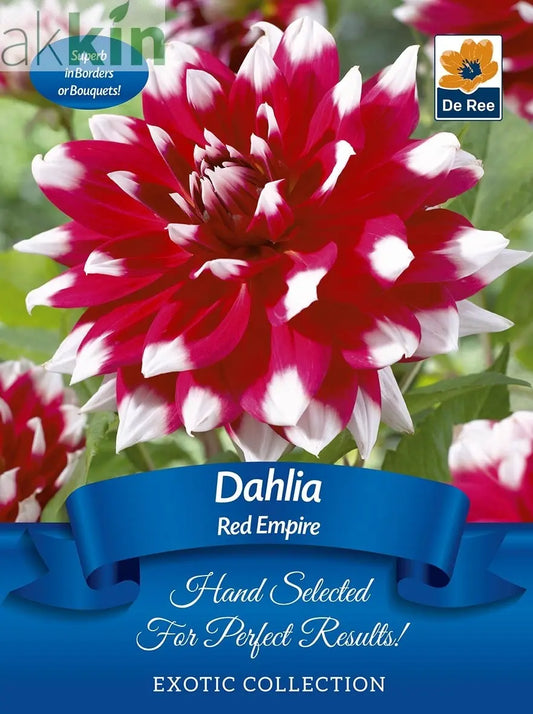 Dahlia Red Empire | Exotic Collection | 1 Tuber One Click Plants
