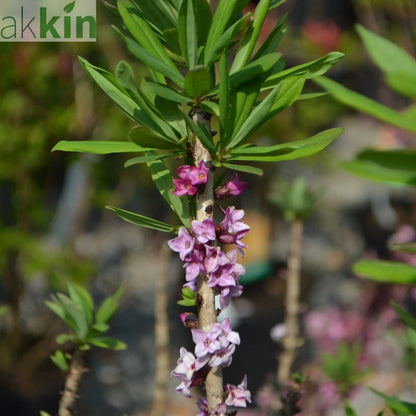 Daphne mezereum Rubra 5L (70-80cm) One Click Plants