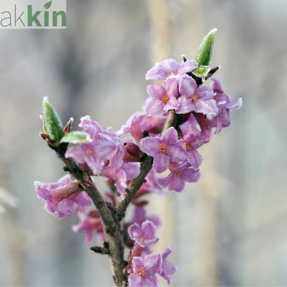 Daphne mezereum Rubra 5L (70-80cm) One Click Plants