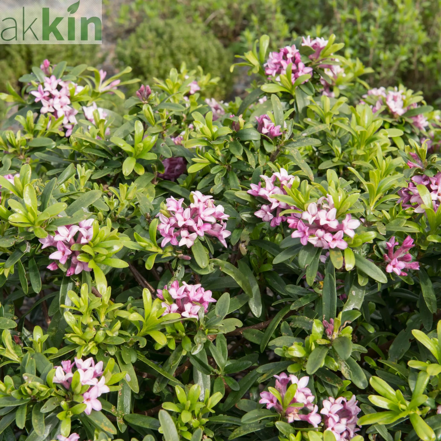 Daphne x Eternal Fragrance 1.5L/2L One Click Plants