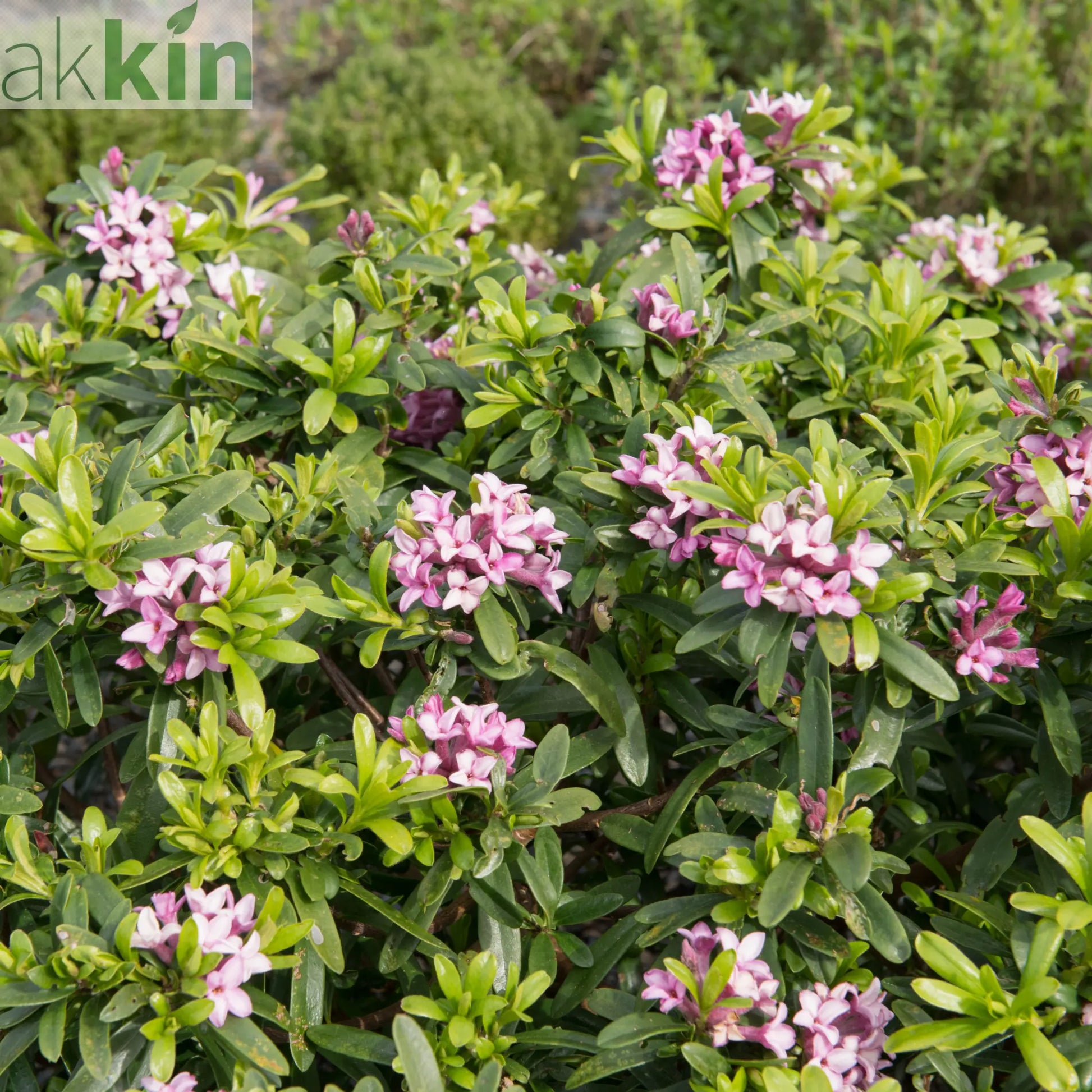 Daphne x Eternal Fragrance 1.5L/2L One Click Plants