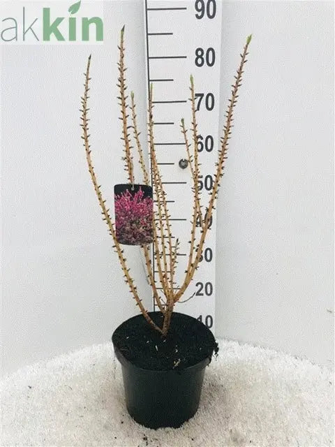 Daphne mezereum Rubra 5L (70-80cm) One Click Plants