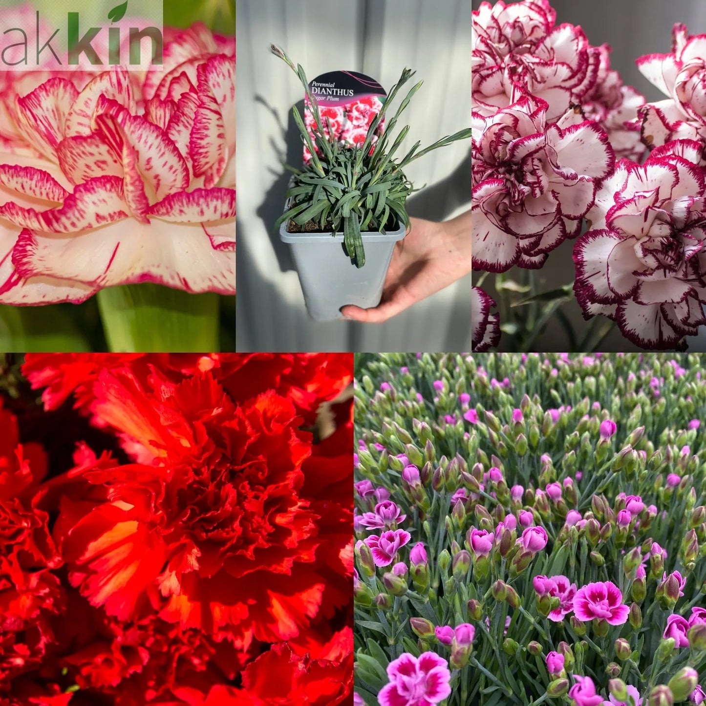 Mix of 5 x 9cm Dianthus One Click Plants