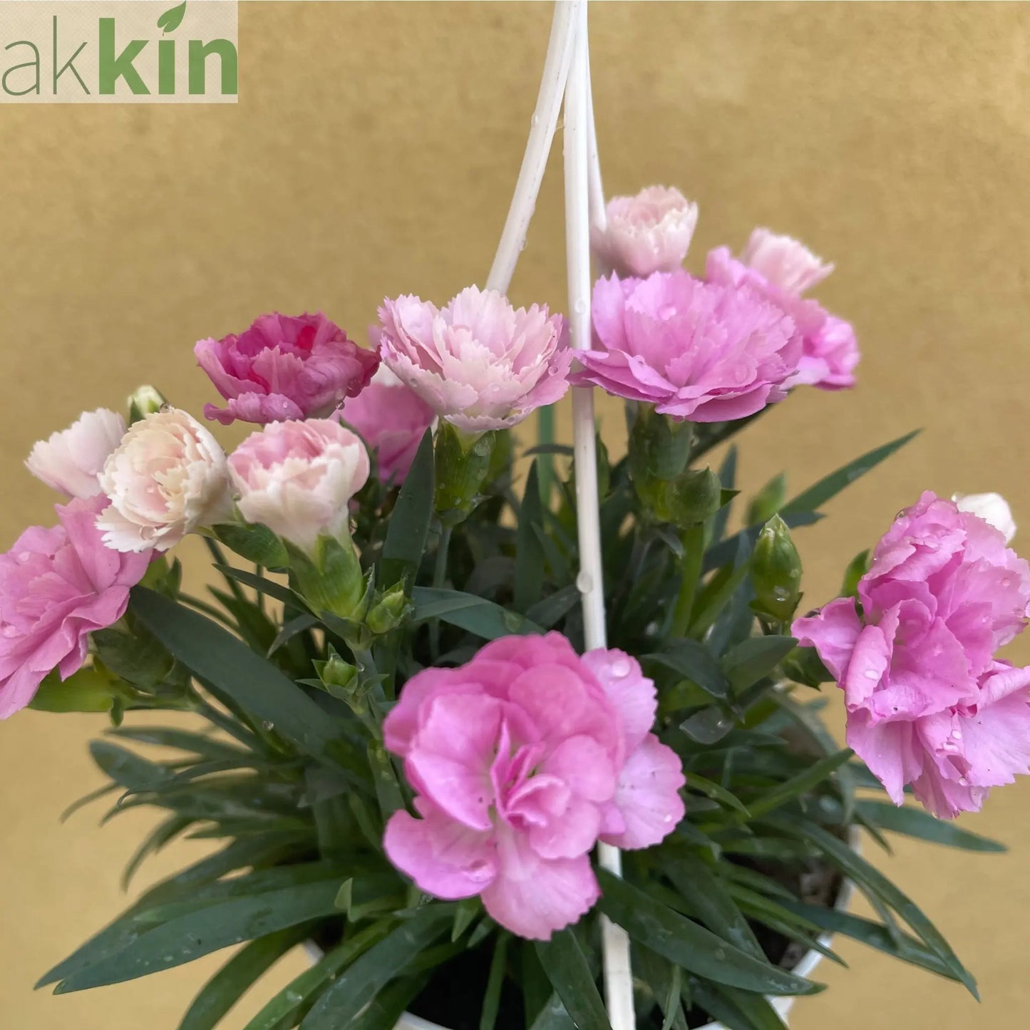 Dianthus - I Love You 10.5cm / 2L One Click Plants