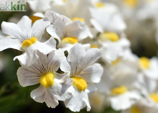 Diascia 'Divara White' 9cm One Click Plants