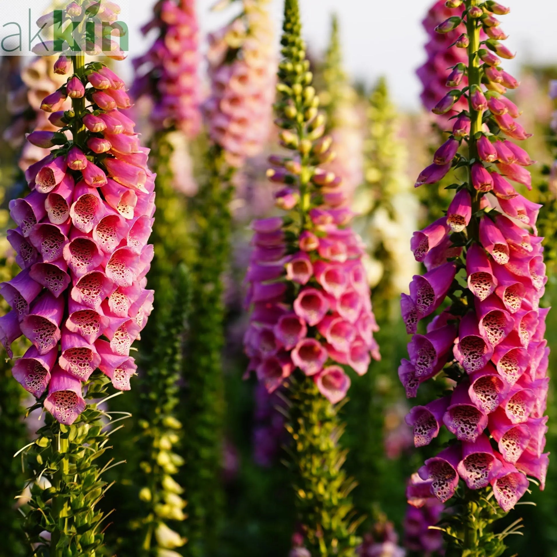 Digitalis purpurea 'Dalmation Rose' 9cm/1.5L/3L One Click Plants