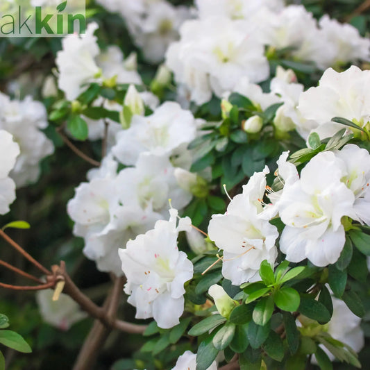 Azalea japonica 'Dorothy Heiden' 2L One Click Plants