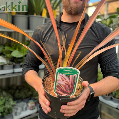 Phormium 'Rainbow Sunrise' 2L (40-50cm including the pot) One Click Plants