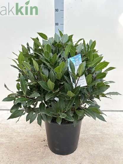 Established Laurus Nobilis Ball (Bay Leaf Ball) 10L / 15L / 24L / 30L One Click Plants