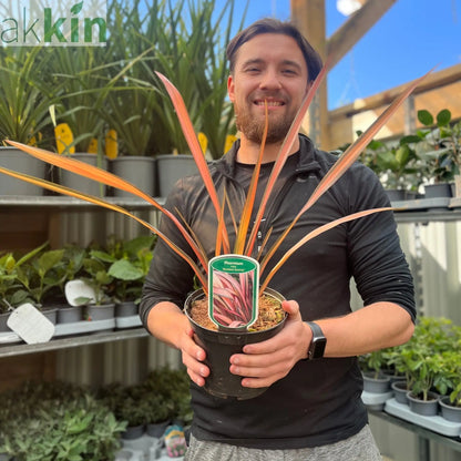 Phormium 'Rainbow Sunrise' 2L (40-50cm including the pot) One Click Plants